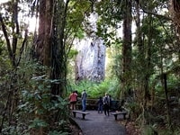 テ・マツア・ナヘレカウリの木