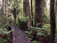 トラウソン・カウリ・パーク